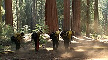 Giant sequoias tower over National Park Service fire crews as they establish hand line in the Merced and Tuolumne Groves to protect the trees from the Rim Fire. Rim Fire 20130817-FS-UNK-0006 (9599182777).jpg