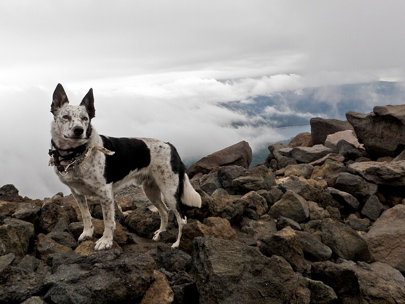 File:Ringo - Mount McLoughlin.jpg