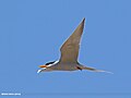River Tern (Sterna aurantia) (25416346072).jpg