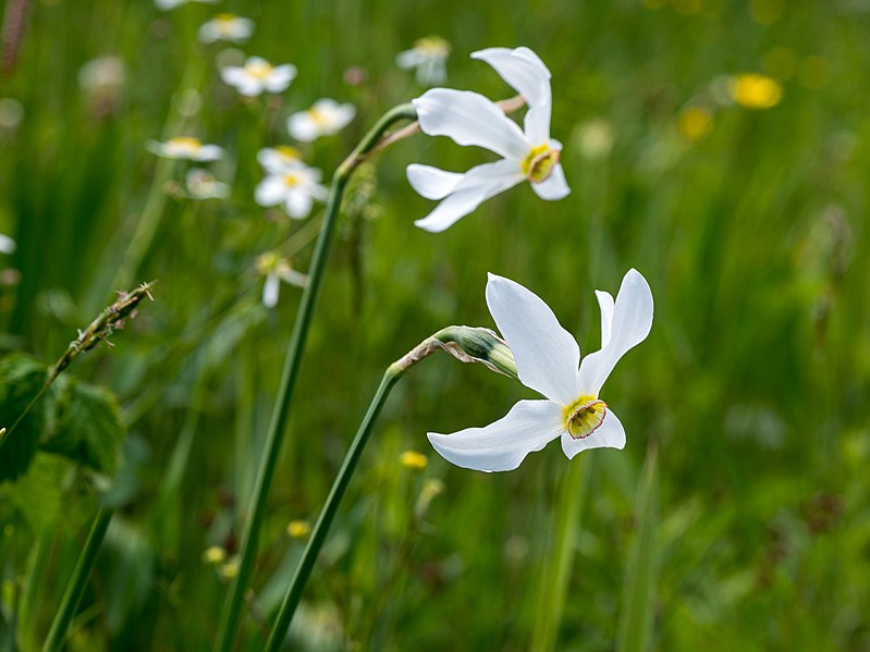 File:Roßleithen Gierer Streuwiese Weiße Narzisse Narcissus poeticus-3902.jpg