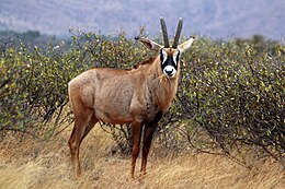 Roan antelope (Hippotragus equinus equinus) male.jpg