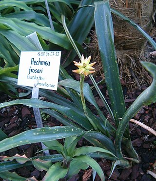 <i>Aechmea fraseri</i> Species of plant