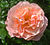 Rosa 'Singerhouses Jubilee Rose'.jpg