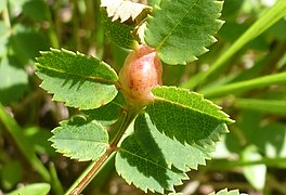 Galle de Diplolepis spinosissima.