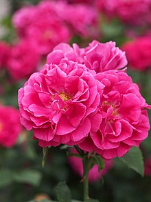 Rose, Ferdinand de Lesseps, バラ, フェルディナン ドゥ レセプ, (12532335135).jpg