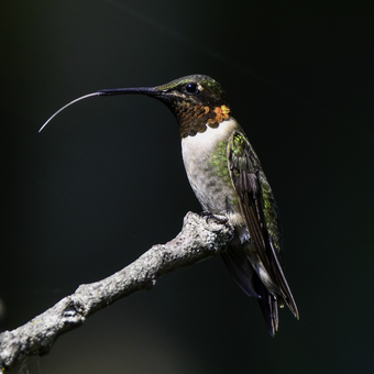 Male ruby-throated hummingbird with tongue extended