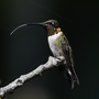 Thumbnail for File:Ruby-Throated Hummingbird.png