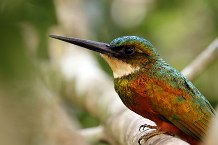 14 HAZİRAN 2020 CUMHURİYET PAZAR BULMACASI SAYI : 1785 440px-Rufous-tailed_jacamar_%28Galbula_ruficauda_ruficauda%29_male