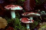 Thumbnail for Russula nobilis