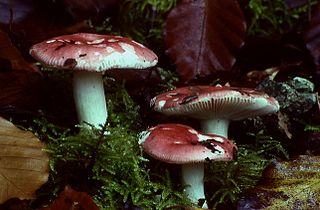 <i>Russula nobilis</i>