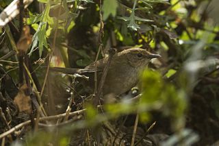 <span class="mw-page-title-main">Russet bush warbler</span> Species of bird