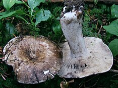 Russula densifolia gołąbek gęstoblaszkowy BS11.JPG