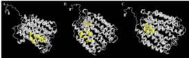 SLC46A3 Ligand Binding Sites. A: 78M, B: Y01, C: 37X. SLC46A3 Ligand Binding Sites.png