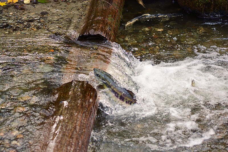 File:Salmon swimming upstream in lower Piper Creek, Carkeek Park, Seattle 01.jpg