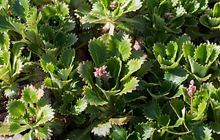 <i>Saxifraga spathularis</i> Species of saxifrage