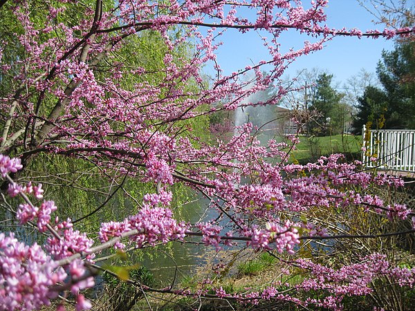 Sayen Park Botanical Garden