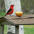 Scarlet Tanager 1.jpg