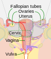 Scheme female reproductive system (vagina crop)-en.svg