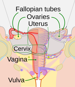 File:Scheme female reproductive system (vagina crop)-en.svg