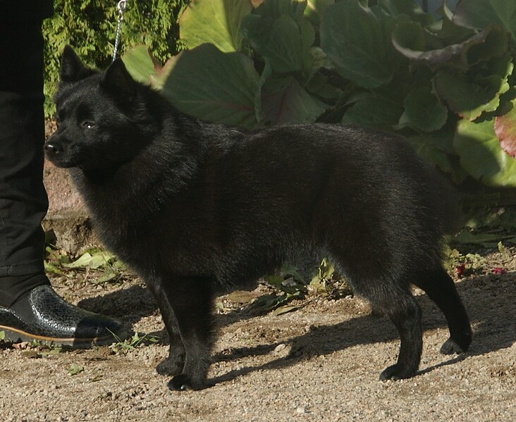 File:Schipperke bobtailed 1.jpg