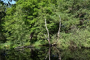 Schleswig-Holstein, Tellingstedt, Landschaftsschutzgebiet Großes Moor Kätner Moor NIK 7040.jpg