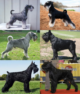 <span class="mw-page-title-main">Schnauzer</span> Dog breed type