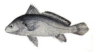 <i>Nibea soldado</i> Species of fish