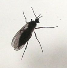 Sciaridae — Wikipédia
