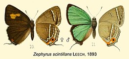 Chrysozephyrus scintillans