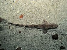 Small-spotted catshark Scyliorhinus canicula (Small-spotted catshark or dogfish), Ecomare, Texel, the Netherlands.JPG