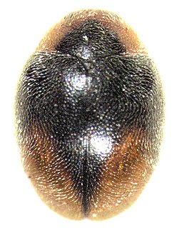 <i>Scymnus loewii</i> Species of beetle