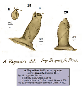 Scyphidia fischeri (Vayssière 1885)
