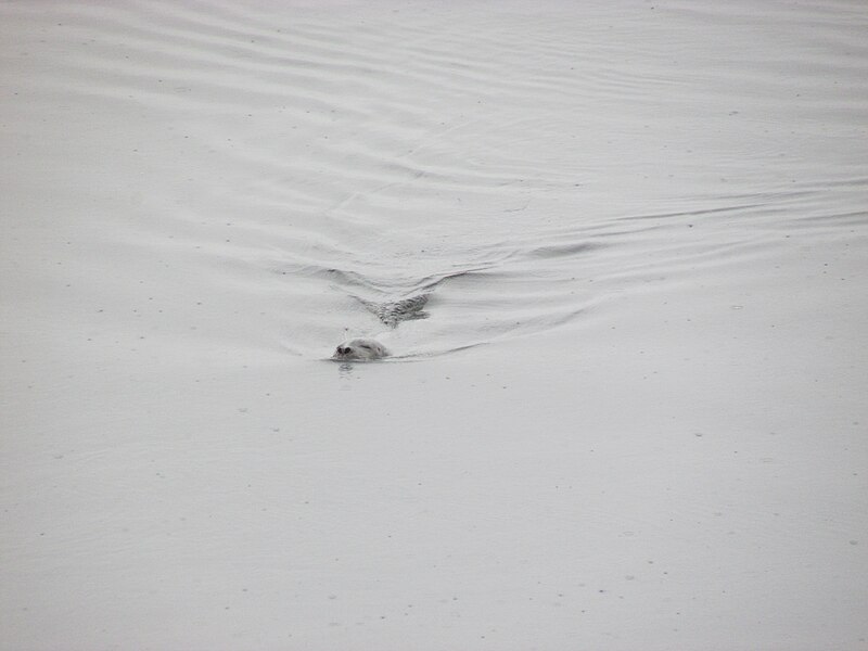 File:Seal swimming in Penobscot River image 2.jpg