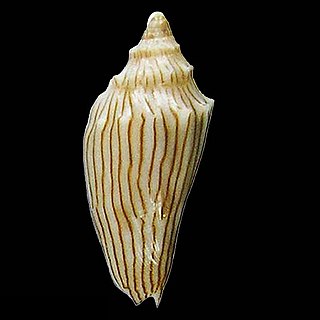 <i>Nannamoria</i> Genus of gastropods