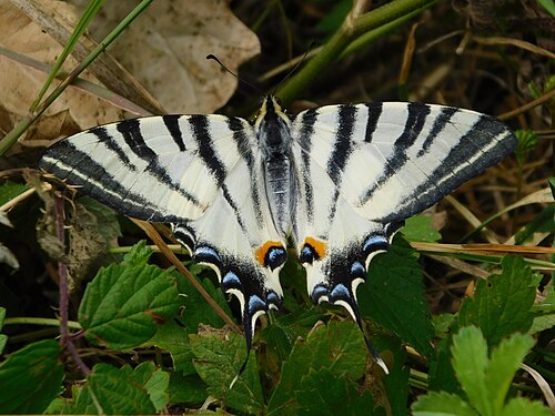 Scarce swallowtail