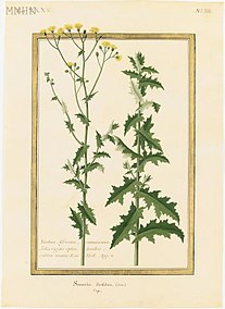 Senecio ilicifolius03.jpg