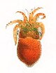 Sepiola aurantiaca