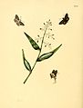 82. Papilio fantasos (= Vettius fantasos)