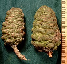 Green mature cones, Germany