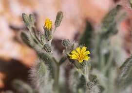 Shaggy hawkweed flower (Hieracium horridum)