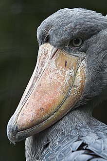 The shoebill derives its name from its massive shoe-shaped bill. Shoebill (su neko).jpg