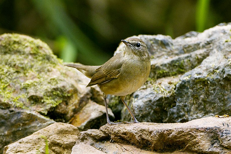 File:Siberian Rubythroat fem - Thailand S4E9740 (19363446215).jpg