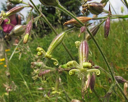 Silene viridiflora PID1843-2.jpg