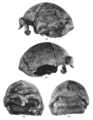 Sinanthropus Skull XII.png