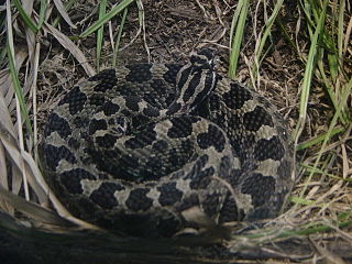 <span class="mw-page-title-main">Eastern massasauga</span> Species of rattlesnake