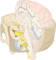 Template:Did you know nominations/Cranial nerve - Wikipedia