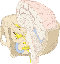 Durchtrittsstellen der Hirnnerven durch die Schädelknochen