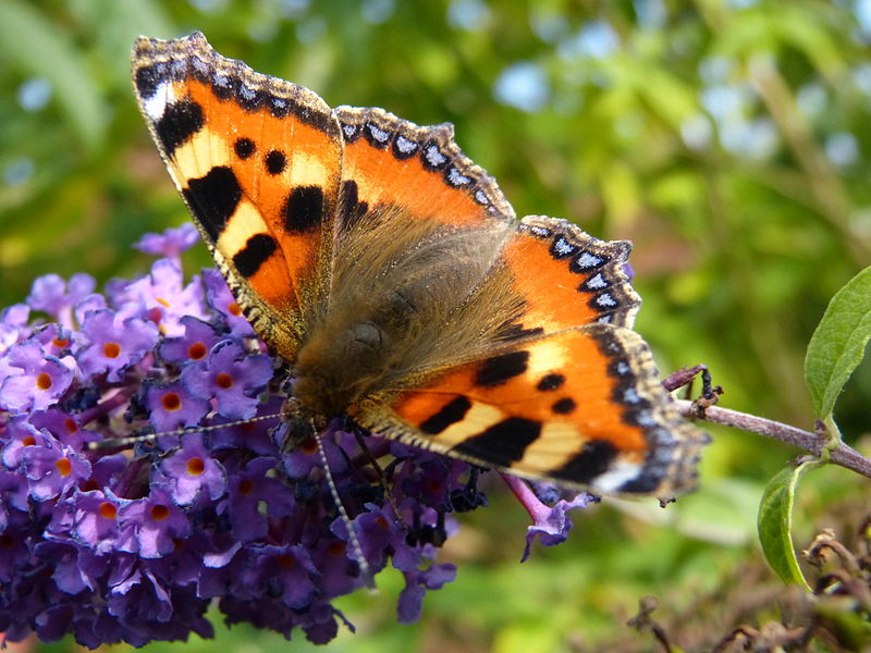 File:Small Tortoiseshell Butterfly (7972991252).jpg