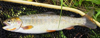 Snake River fine-spotted cutthroat trout subspecies of fish