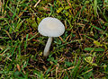 Sneeuwzwammetje (Hygrocybe virginea). Locatie, Hortus (Haren, Groningen).